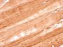 Myoglobin (Muscle Cell Marker)(MB/2105), 1mg/mL