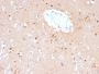 Ubiquitin (Autophagy Marker) (UBB/2122), 1mg/mL