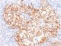Ksp-Cadherin / CDH16 (Renal Cell Marker)(CDH16/2125), 1mg/mL