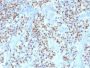 OCT-2 (POU2F2) (B-Cell Marker) (OCT2/2136), 1mg/mL