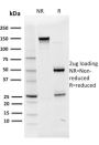 OCT-2 (POU2F2) (B-Cell Marker) (OCT2/2136), 1mg/mL