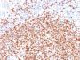 OCT-2 (POU2F2) (B-Cell Marker) (OCT2/2137), 1mg/mL