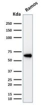 OCT-2 (POU2F2) (B-Cell Marker) (OCT2/2137), 1mg/mL
