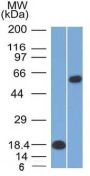 OCT-2 (POU2F2) (B-Cell Marker) (OCT2/2137), 1mg/mL