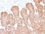 Ep-CAM / CD326 (Extracellular Domain) (Epithelial Marker) (rEGP40/1372), 1mg/mL