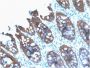 Cytokeratin 8 (KRT8) (rB22.1), 1mg/mL