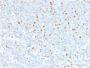Annexin A1 / (Hairy Cell Leukemia Marker)(6E4/3), 1mg/mL