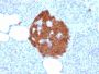 PGP9.5 / UchL1 (pan-Neuronal Marker) (rUCHL1/775), 1mg/mL