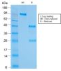 HSP60 (Heat Shock Protein 60) (Mitochondrial Marker) (rGROEL/780), 1mg/mL
