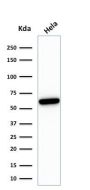 HSP60 (Heat Shock Protein 60) (Mitochondrial Marker) (rGROEL/780), 1mg/mL