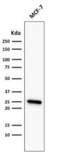 Bcl-2 (Apoptosis & Follicular Lymphoma Marker) (rBCL2/782), 1mg/mL