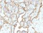 Annexin A1 / (Hairy Cell Leukemia Marker)(CPTC-ANXA1-1), 1mg/mL