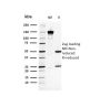 Heat Shock 27kDa Protein 1 (HPS27)(CPTC-HSPB1-2), 1mg/mL