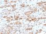 HSP60 (Heat Shock Protein 60) (Mitochondrial Marker)(CPTC-HSPD1-1), 1mg/mL
