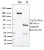 Protein Tyrosine Phosphatase, non-receptor type 6(CPTC-PTPN6-2), 1mg/mL