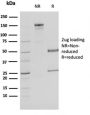 Malate dehydrogenase 1 NAD (soluble)(CPTC-MDH1-1), 1mg/mL