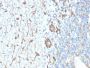 Neurofilament (NF-H) (Neuronal Marker) (NEFL.H/2324R), 1mg/mL
