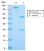 Neurofilament (NF-H) (Neuronal Marker) (NEFL.H/2324R), 1mg/mL