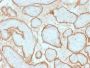 EGFR (Epidermal Growth Factor Receptor) (GFR/2341), 1mg/mL