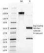 EGFR (Epidermal Growth Factor Receptor) (GFR/2341), 1mg/mL
