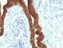 Ep-CAM / CD326 (Epithelial Marker) (rEGP40/1110), 1mg/mL