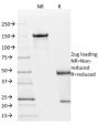 p21WAF1 (Tumor Suppressor Protein)(AC8), 1mg/mL