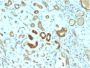 STAT3 / Signal Transducer and Activator of Transcription 3 (STAT3/2409), 1mg/mL