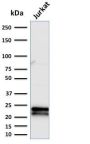 CD3e (T-Cell Marker) (C3e/2479), 1mg/mL