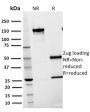 CD54 / ICAM-1(15.2), 1mg/mL