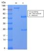 CD59 / Complement Regulatory Protein / Protectin (MACIF/2867R), 1mg/mL