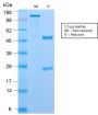 CD45RB (B-Cell Marker) (PTPRC/2877R), 1mg/mL