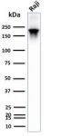 CD45RB (B-Cell Marker) (PTPRC/2877R), 1mg/mL