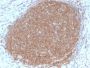 CD45RB (B-Cell Marker) (PTPRC/2877R), 1mg/mL