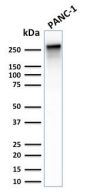 Spectrin beta III (SPTBN2)(SPTBN2/2887R), 1mg/mL