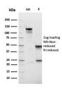 Fibronectin(FN1/2949), 1mg/mL