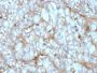 C1QA / Complement C1q A-Chain(C1QA/2954), 1mg/mL