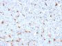 C1QB / Complement C1q B-Chain(C1QB/2961), 1mg/mL