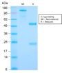 Cyclin B1 (G2- & M-phase Cyclin)(CCNB1/2978R), 1mg/mL