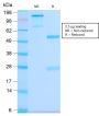 CD63 (Late Endosomes Marker) (LAMP3/2990R), 1mg/mL
