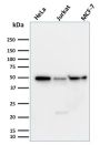 Cyclin A1(XLA1-3), 1mg/mL