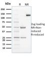 Cyclin B2(X29.2), 1mg/mL