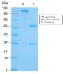 GRP94 / HSP90B1(Glucose-Regulated Protein 94) (Endoplasmic Reticulum Marker)(HSP90B1/3168R), 1mg/mL