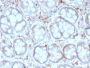 CD209 / DC-SIGN (Pathogen Receptor on Dendritic Cells)(rC209/1781), 1mg/mL