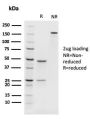 PAX8 (Renal Cell Marker)(rPAX8/1492), 1mg/mL