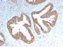 Cycloxygenase-2 (COX-2)(COX2/3232R), 1mg/mL