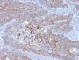 E-Cadherin (CDH1) / CD324 (Intercellular Junction Marker)(CDH1/3256), 1mg/mL