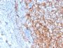 CD11b / MAC-1 (Microglial Marker)(ITGAM/3337), 1mg/mL
