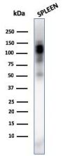 CD11b / MAC-1 (Microglial Marker)(ITGAM/3338), 1mg/mL