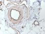 CD31 / PECAM-1 (Endothelial Cell Marker)(PECAM1/3530), 1mg/mL