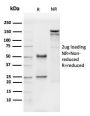 CD31 / PECAM-1 (Endothelial Cell Marker)(PECAM1/3540), 1mg/mL